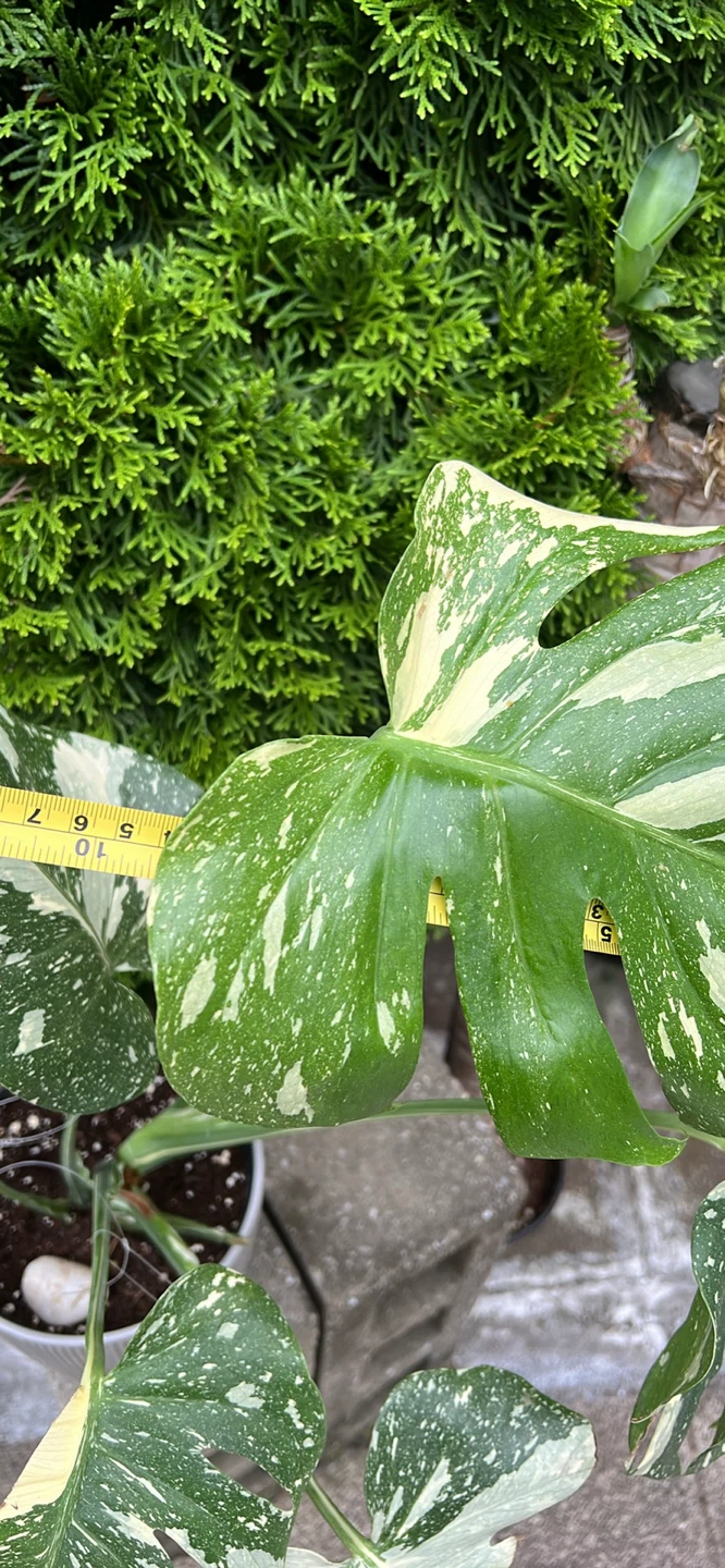 20” height Monstera Albo Borsigiana Plant - photo 5