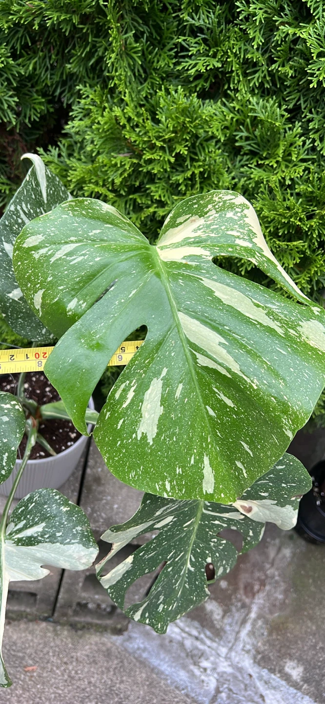 20” height Monstera Albo Borsigiana Plant - photo 2
