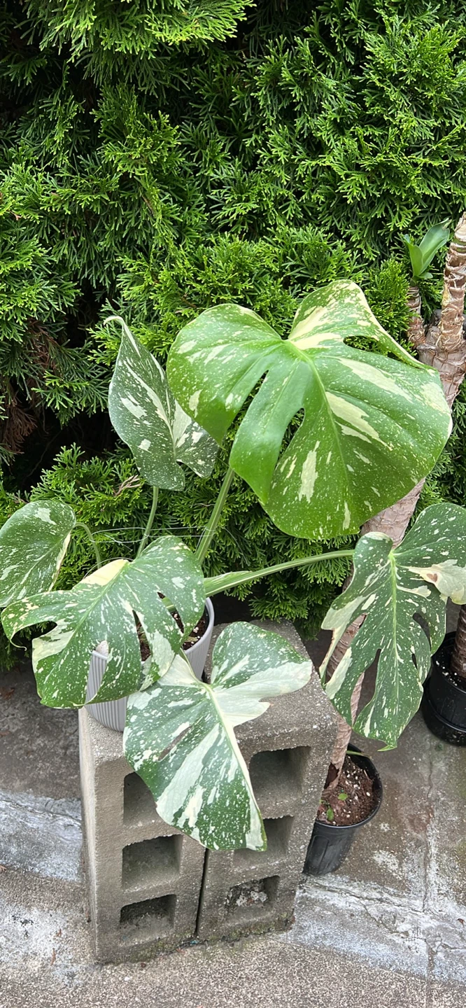 20” height Monstera Albo Borsigiana Plant