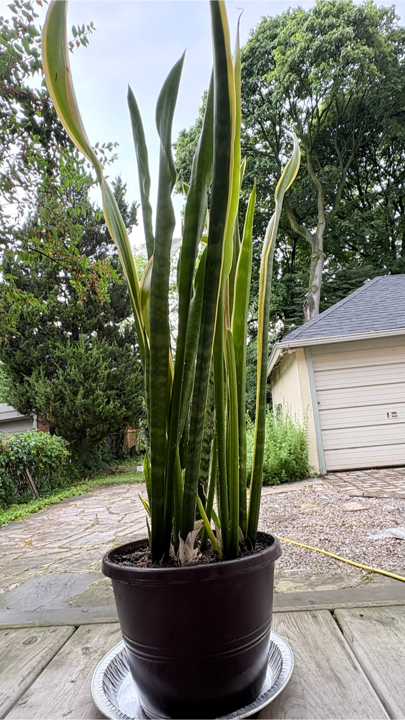 ⚽️Tall Snake Plant with new growth and new flower