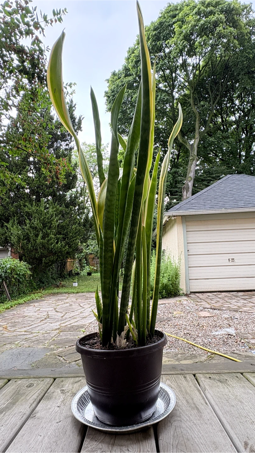 ⚽️Tall Snake Plant with new growth and new flower - photo 2