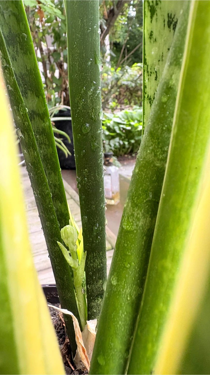⚽️Tall Snake Plant with new growth and new flower - photo 3