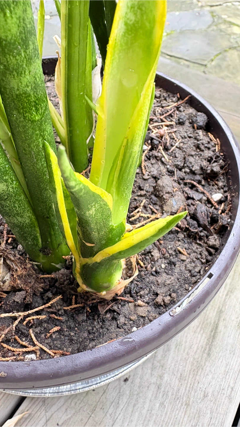 ⚽️Tall Snake Plant with new growth and new flower - photo 4