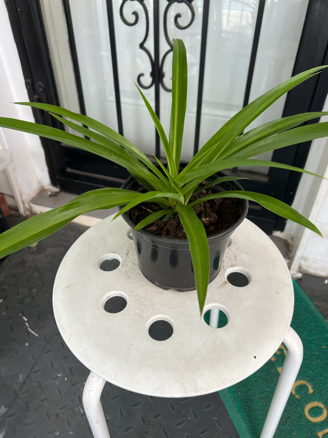 Extra big leaves Spider Plant in Black Pot