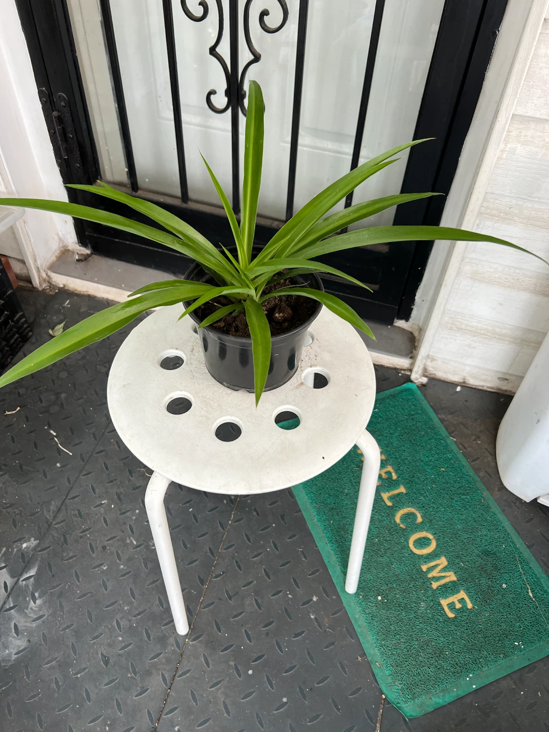 Extra big leaves Spider Plant in Black Pot - photo 2
