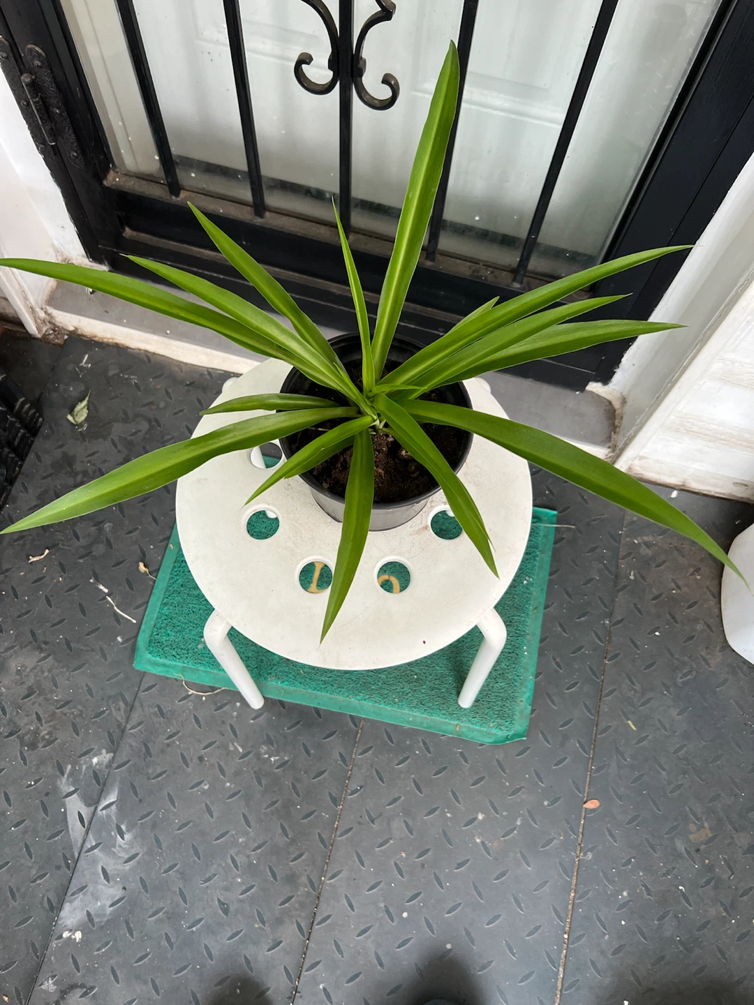 Extra big leaves Spider Plant in Black Pot - photo 3