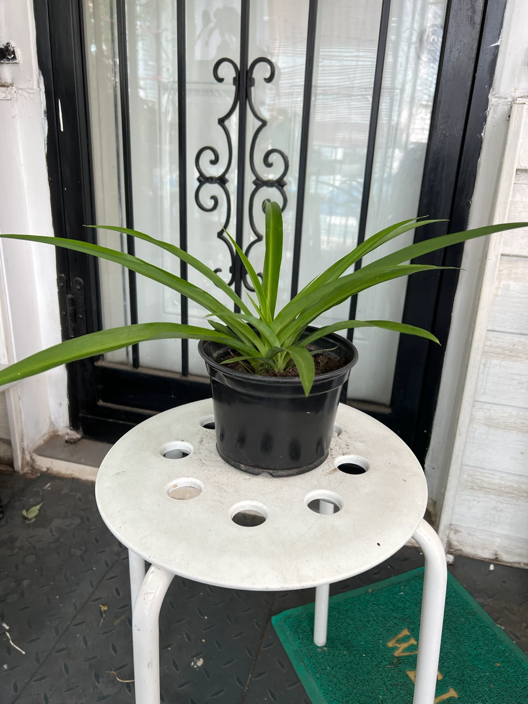 Extra big leaves Spider Plant in Black Pot - photo 4