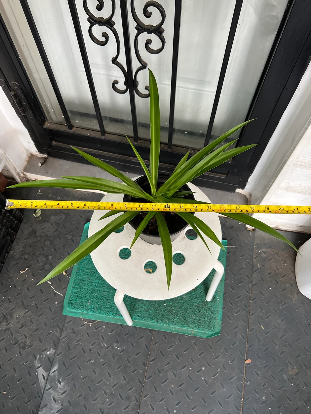 Extra big leaves Spider Plant in Black Pot - photo 5