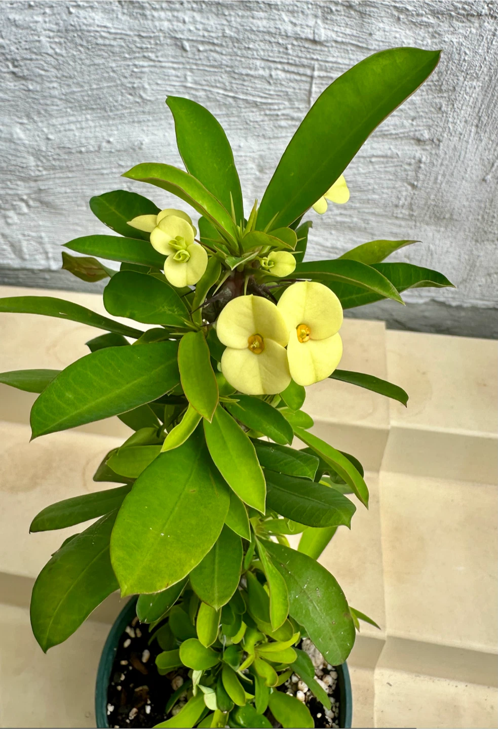 🌼Beautiful Crown Of Thorns Plant!