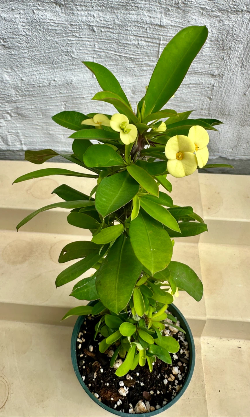 🌼Beautiful Crown Of Thorns Plant! - photo 2