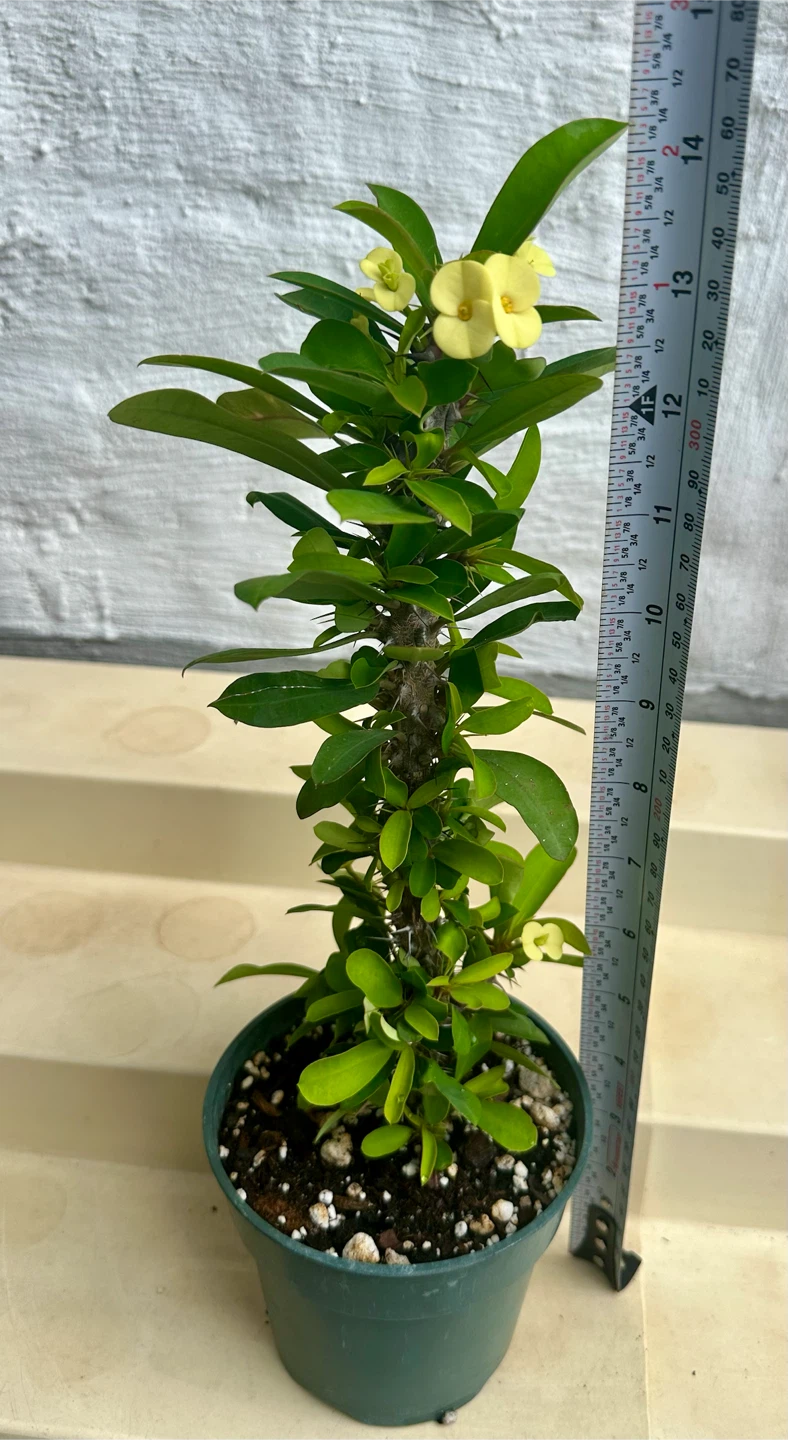 🌼Beautiful Crown Of Thorns Plant! - photo 3