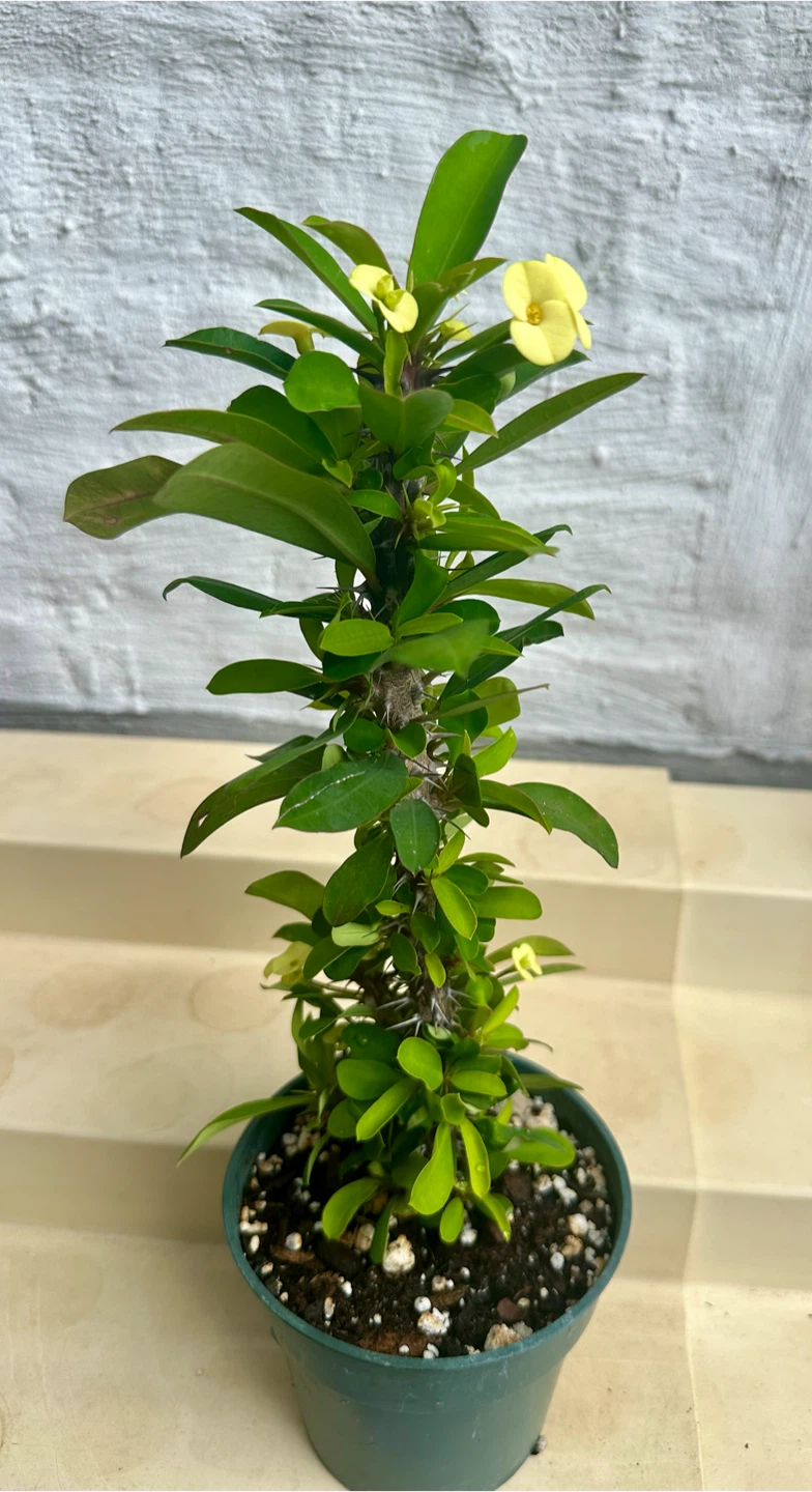 🌼Beautiful Crown Of Thorns Plant! - photo 4