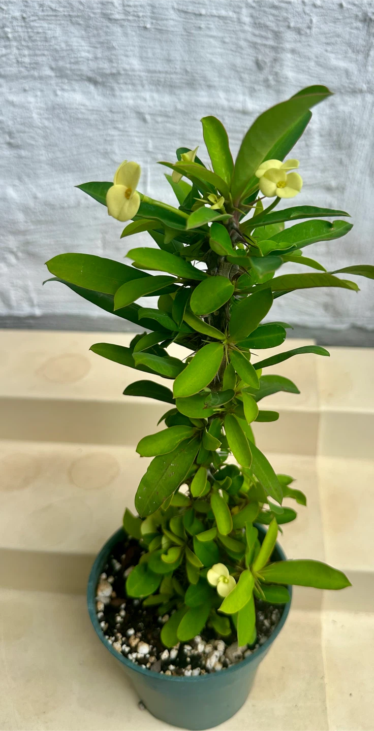 🌼Beautiful Crown Of Thorns Plant! - photo 5