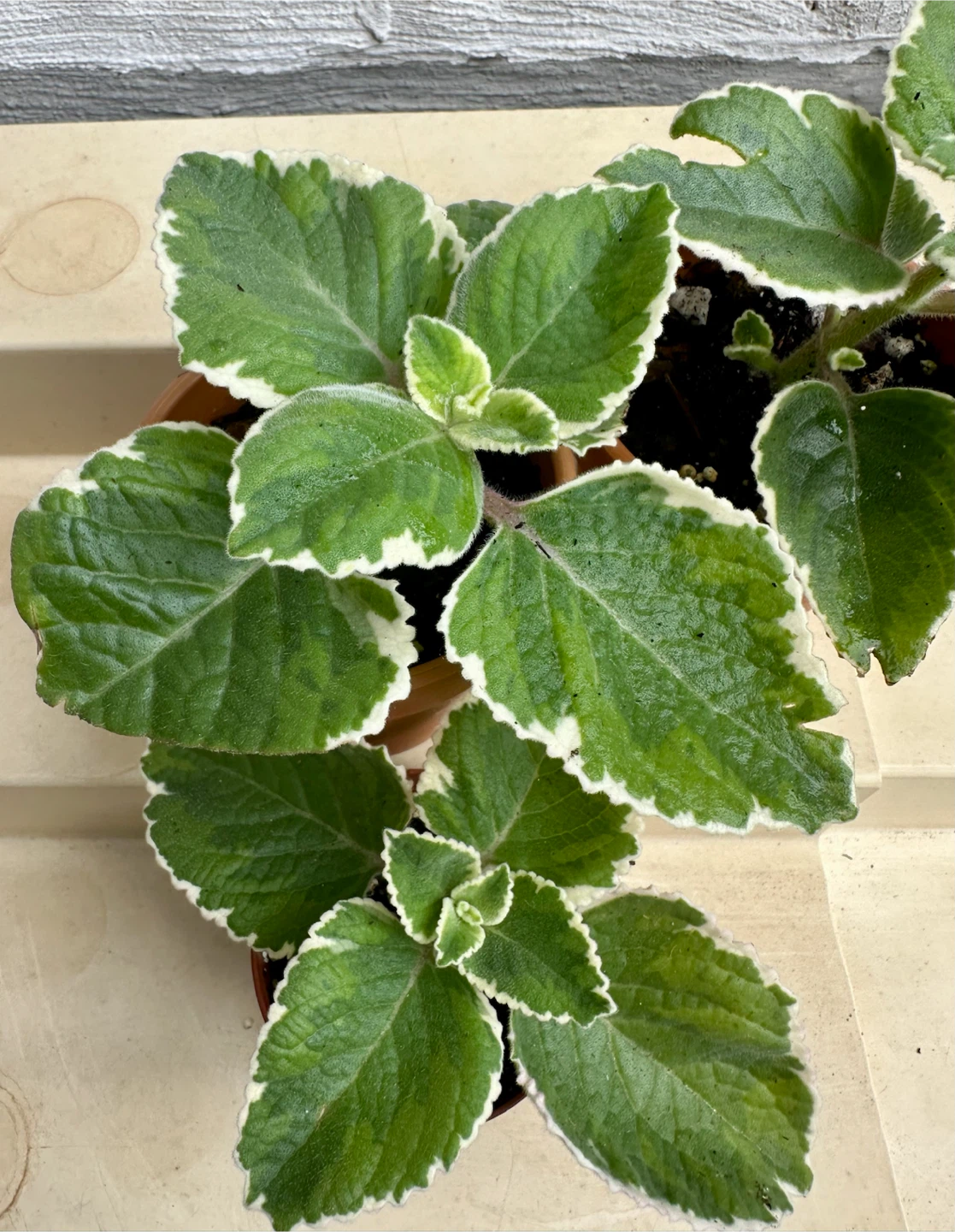 🌿 Variegated Cuban Oregano Plants -Spanish Thyme – 3" Pots