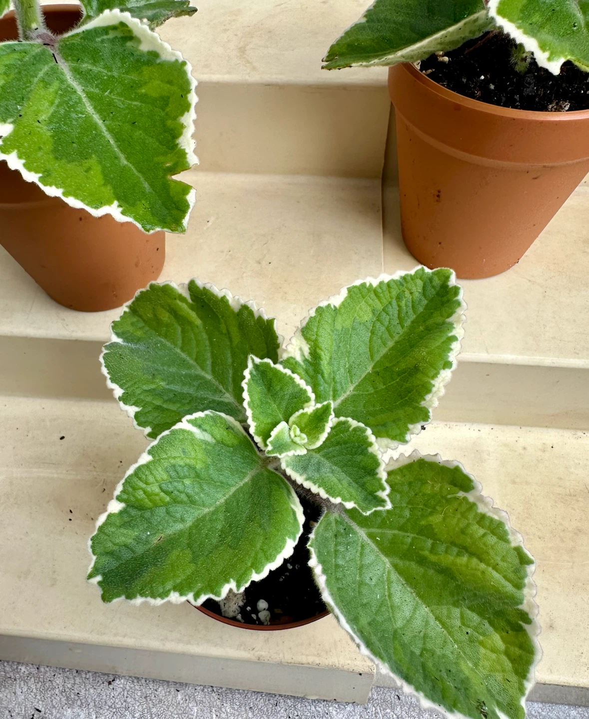 🌿 Variegated Cuban Oregano Plants -Spanish Thyme – 3" Pots - photo 2