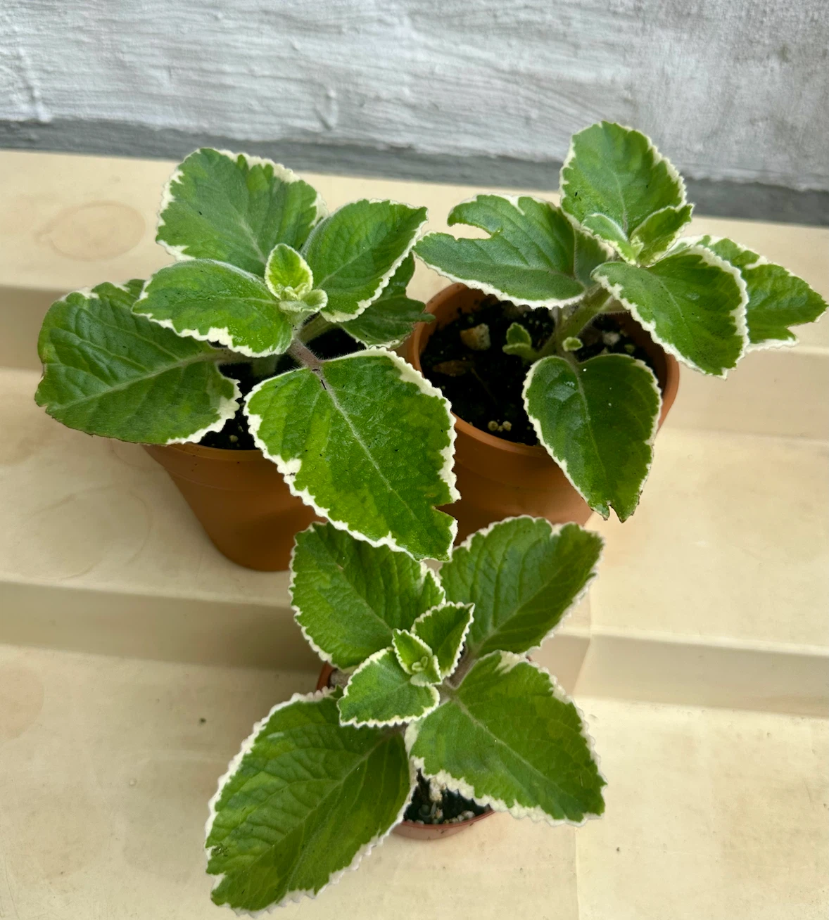 🌿 Variegated Cuban Oregano Plants -Spanish Thyme – 3" Pots - photo 3