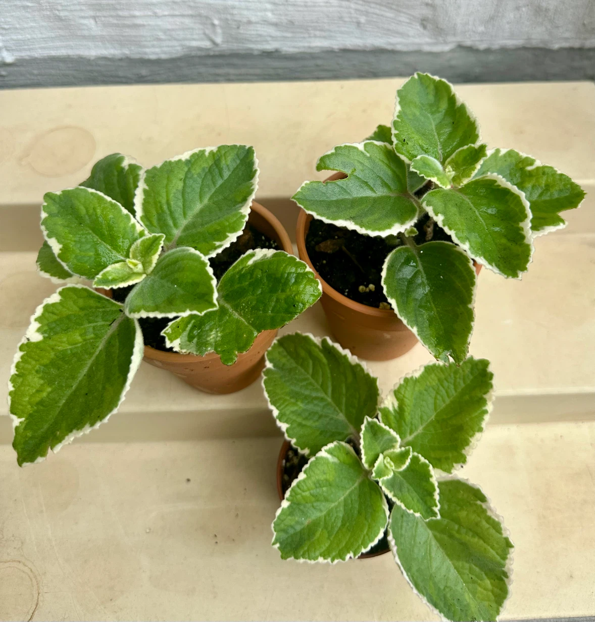 🌿 Variegated Cuban Oregano Plants -Spanish Thyme – 3" Pots - photo 4