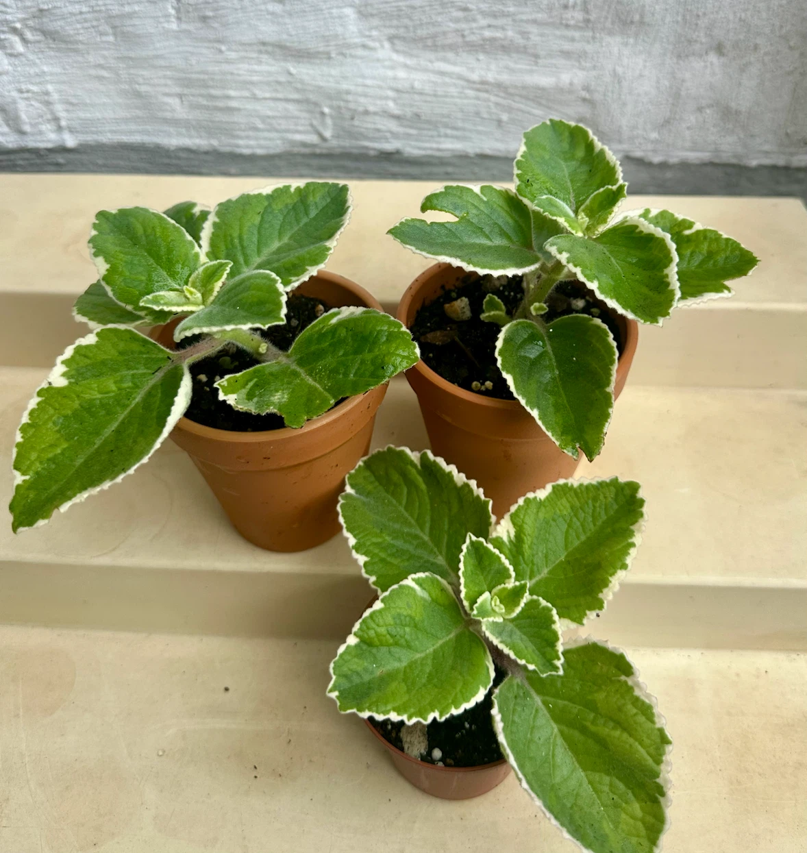 🌿 Variegated Cuban Oregano Plants -Spanish Thyme – 3" Pots - photo 5
