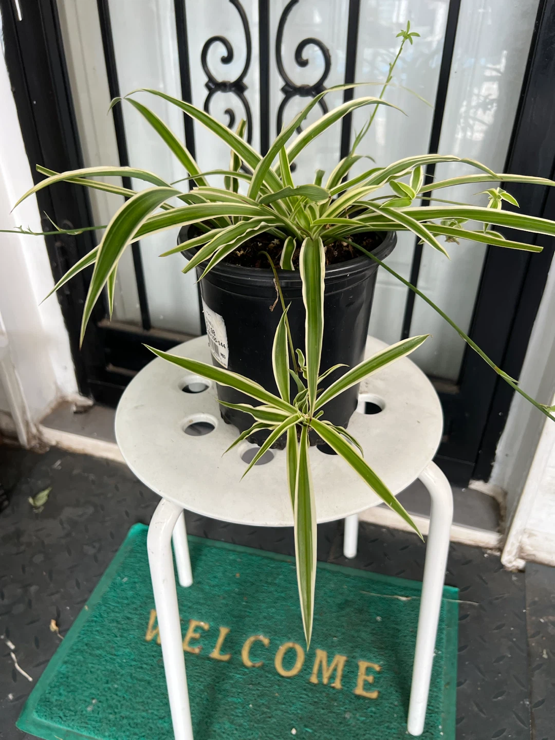 Spider Plant (Chlorophytum comosum)