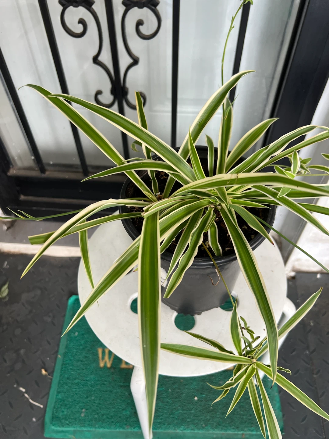 Spider Plant (Chlorophytum comosum) - photo 2