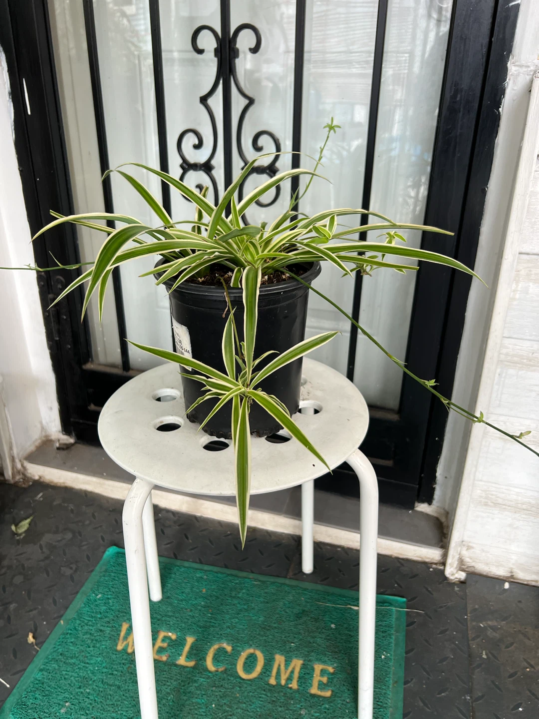 Spider Plant (Chlorophytum comosum) - photo 3