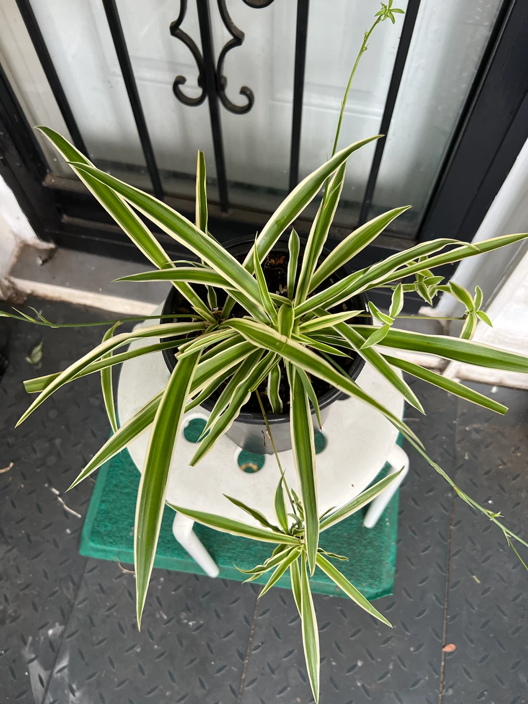 Spider Plant (Chlorophytum comosum) - photo 4
