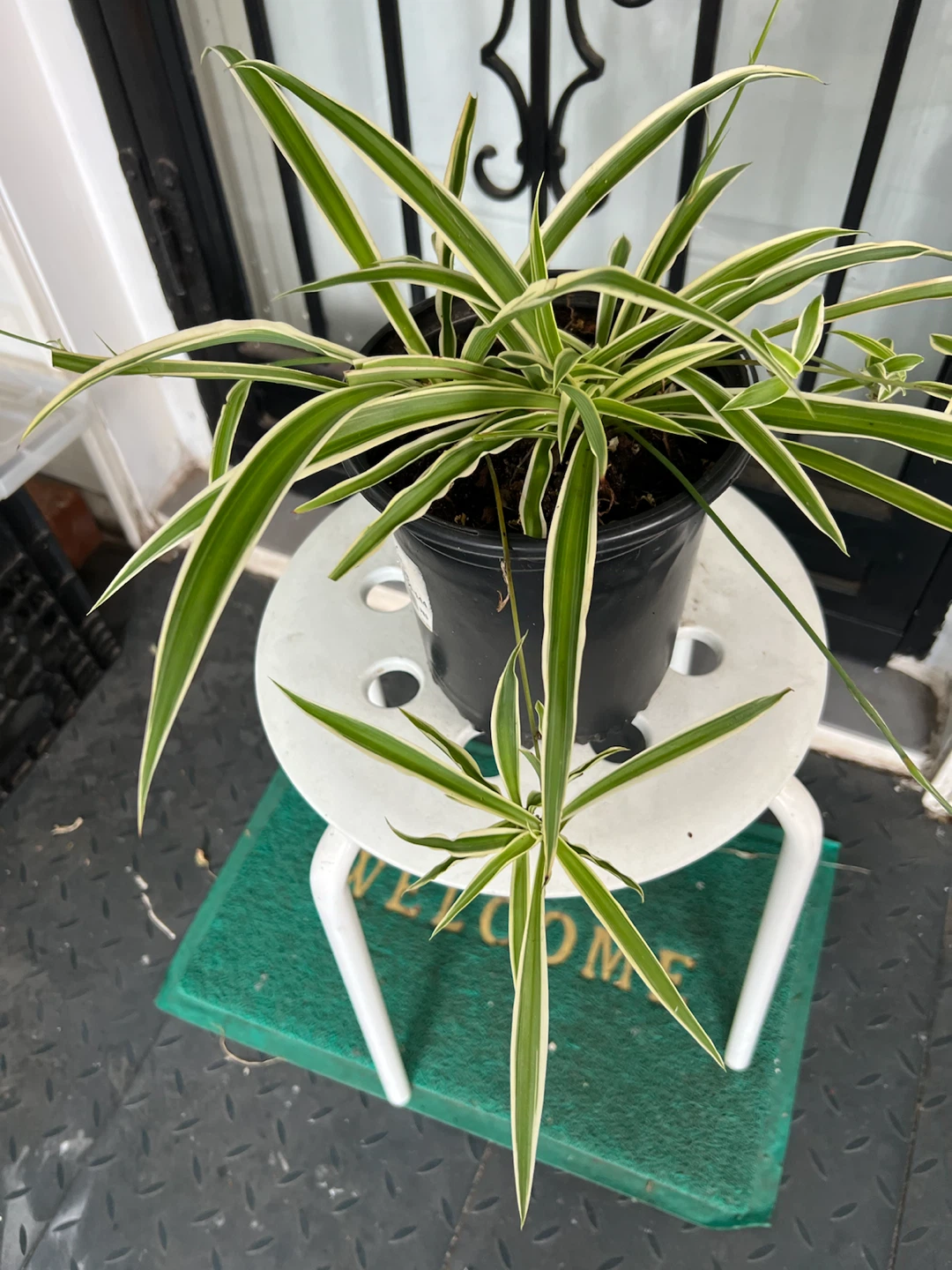 Spider Plant (Chlorophytum comosum) - photo 5