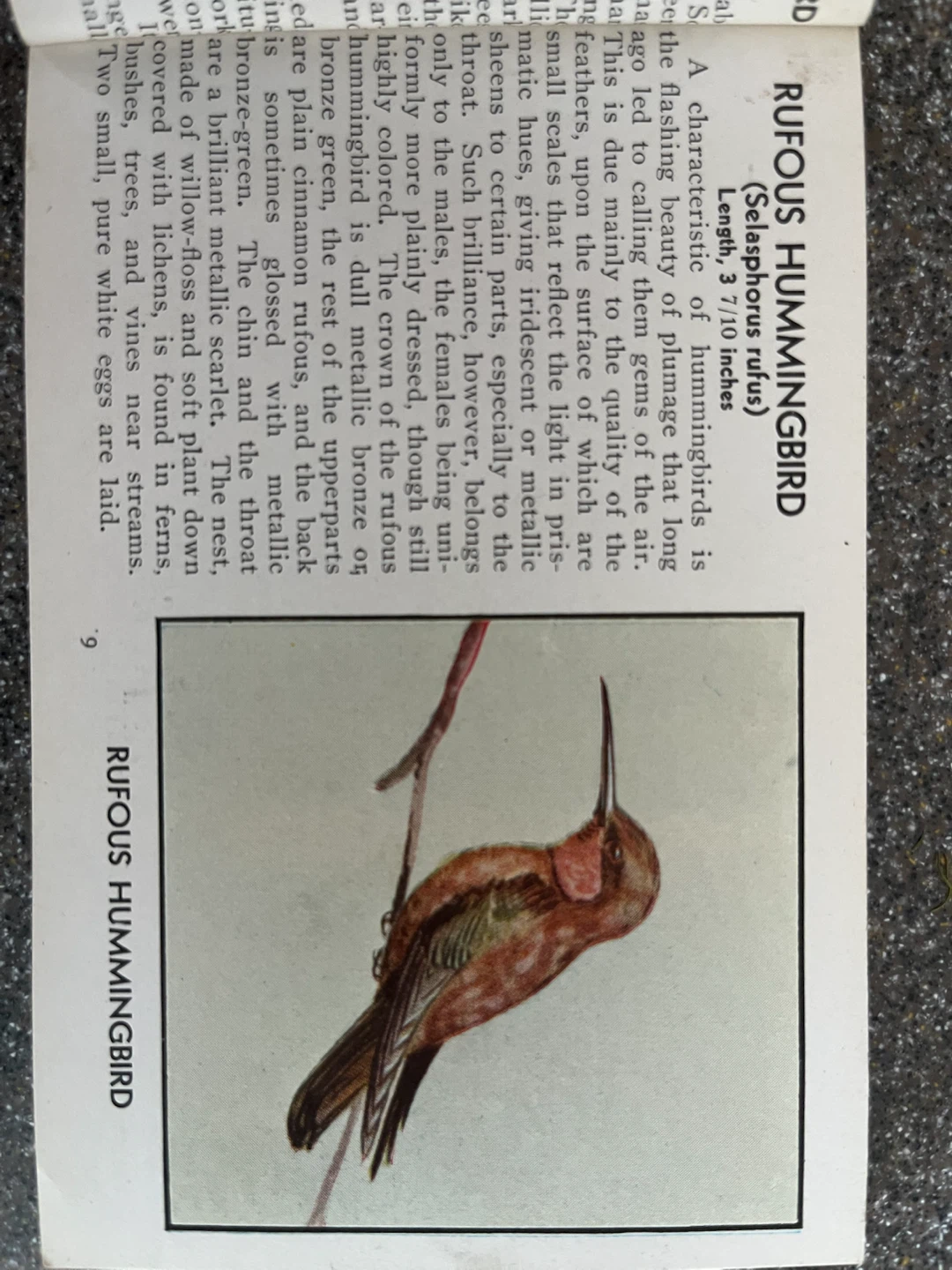 The Blue Book of Birds of America by Frank G. Ashbrook - photo 3