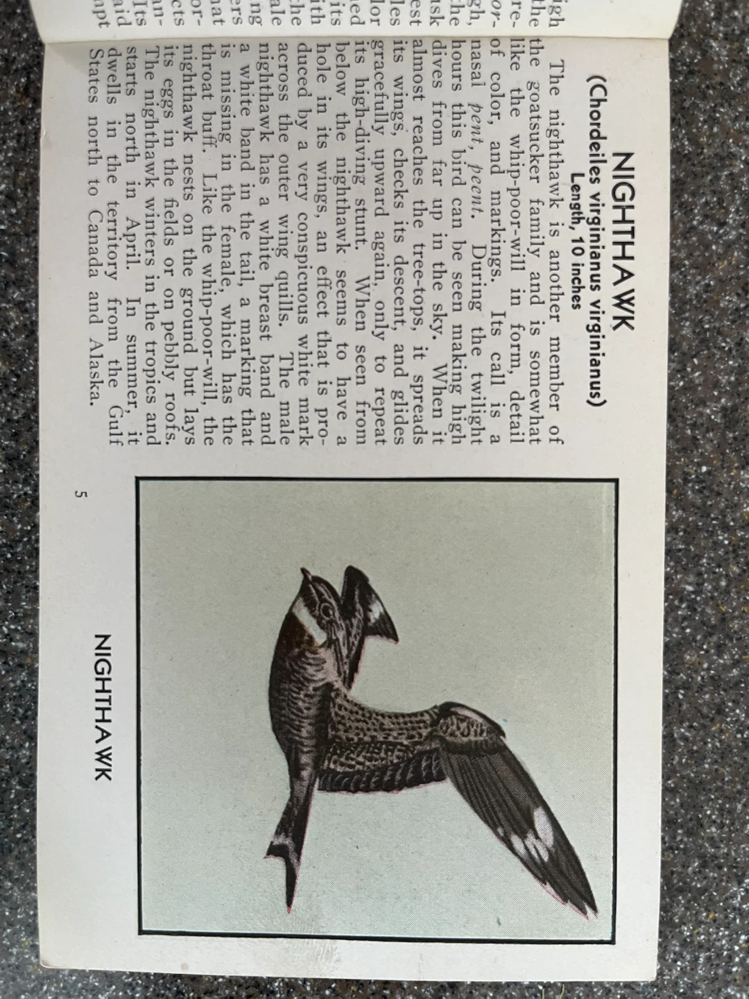 The Blue Book of Birds of America by Frank G. Ashbrook - photo 4