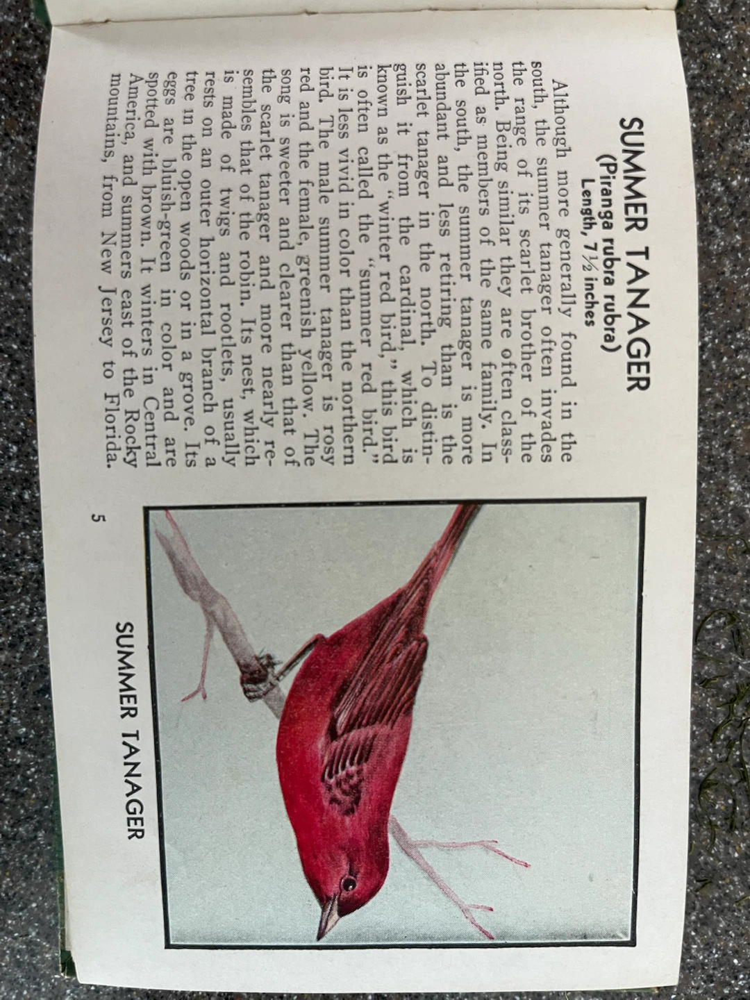 The Green Book of Birds of America By Frank Ashbrook - photo 2