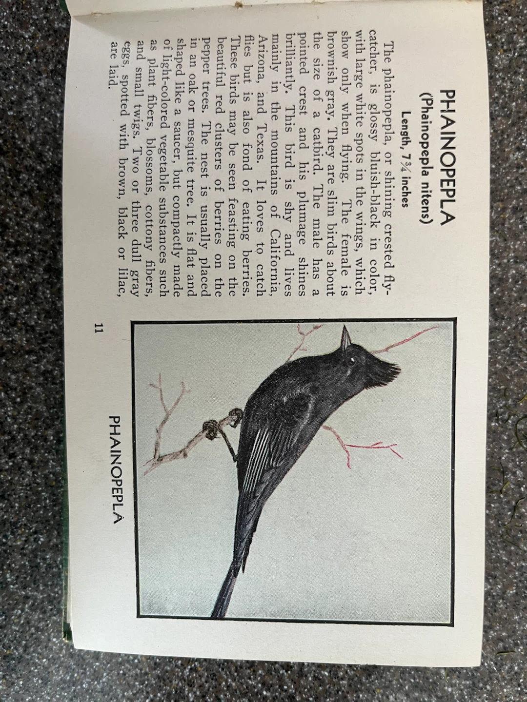 The Green Book of Birds of America By Frank Ashbrook - photo 3