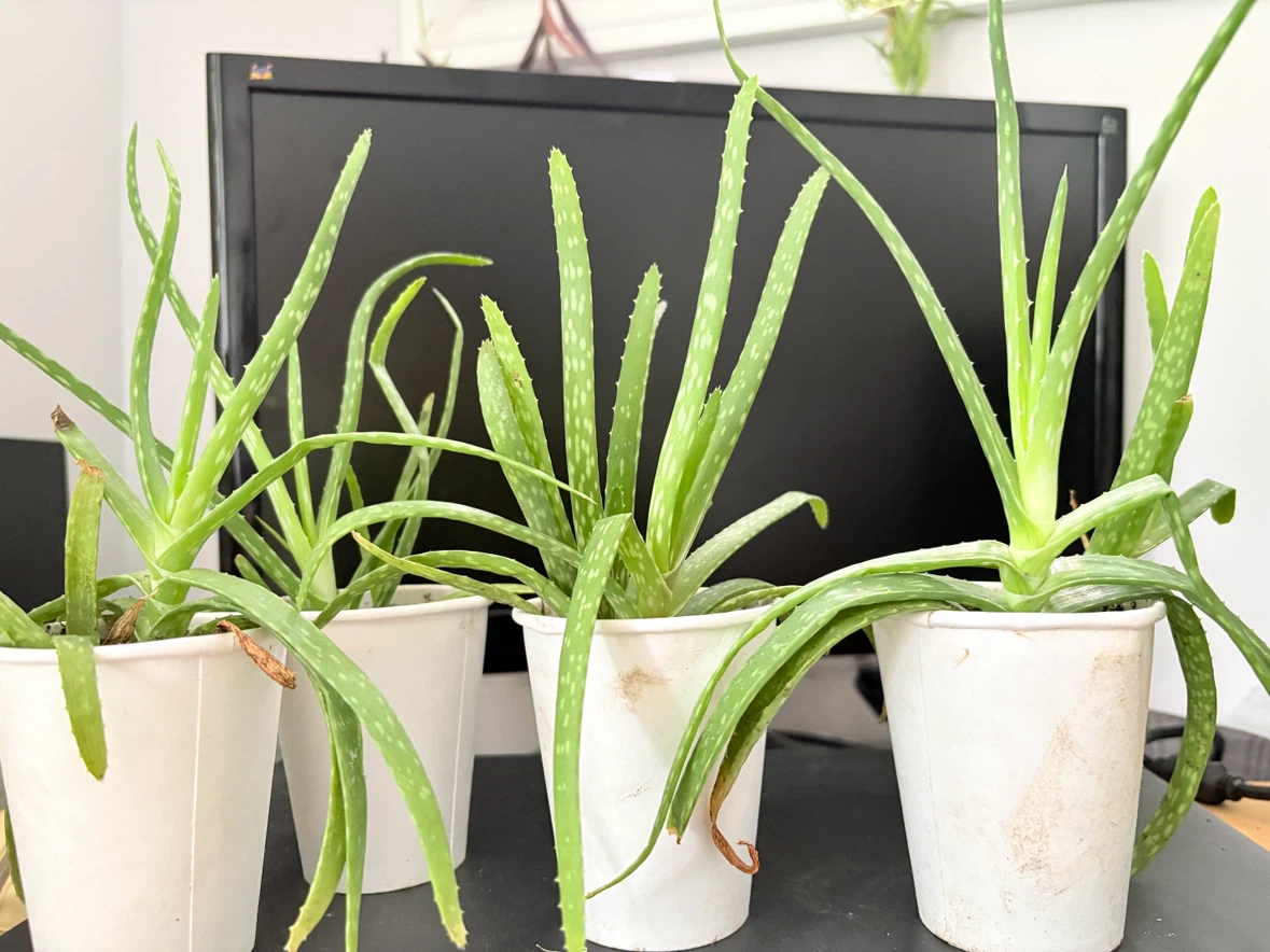 Aloe Vera Plants (Set of 4)
