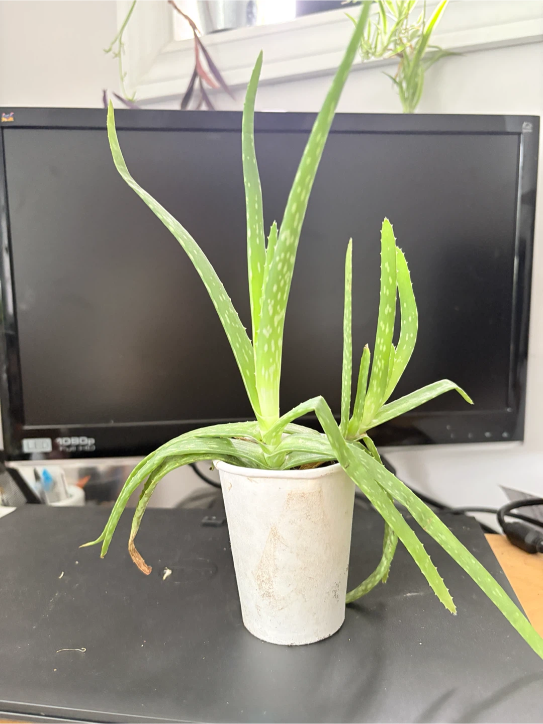 Aloe Vera Plants (Set of 4) - photo 2