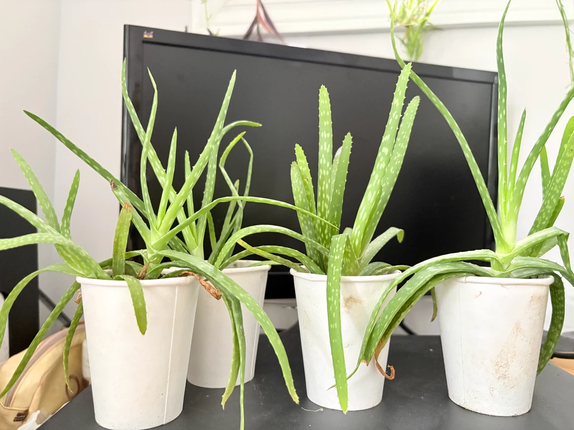 Aloe Vera Plants (Set of 4) - photo 3