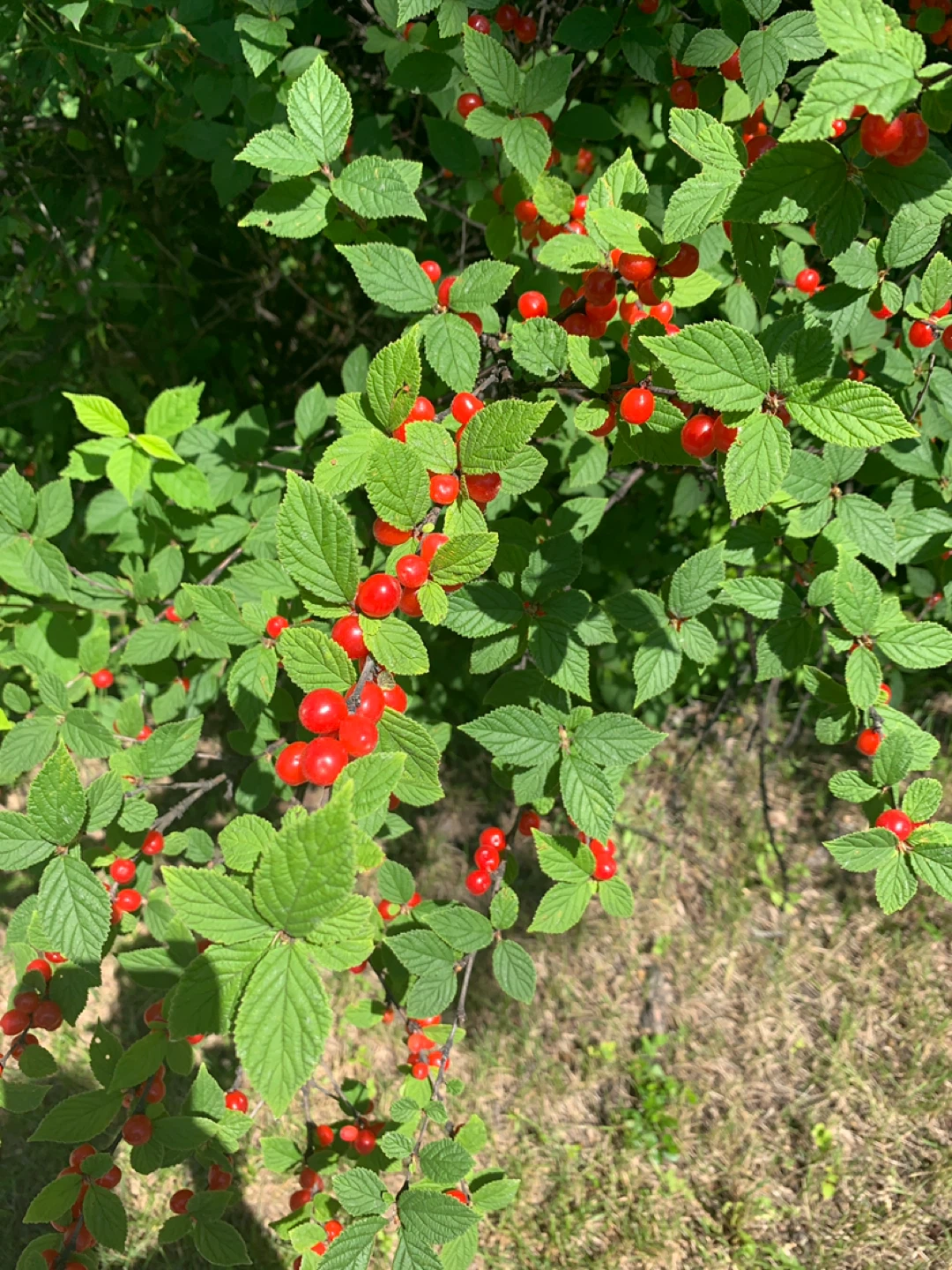 Nanking Cherries.