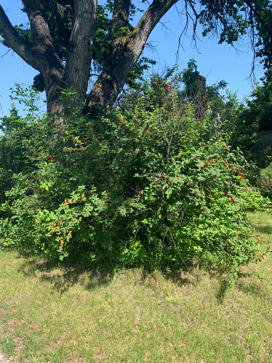 Nanking Cherries. - photo 2