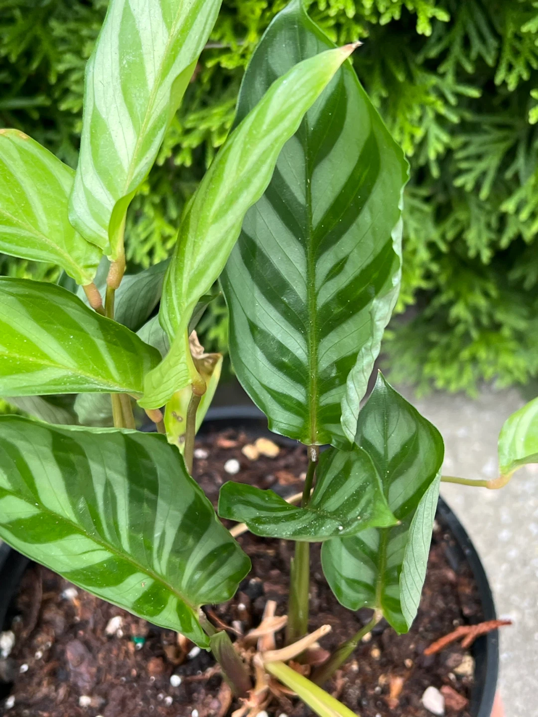 Potted Calathea Plant - photo 2