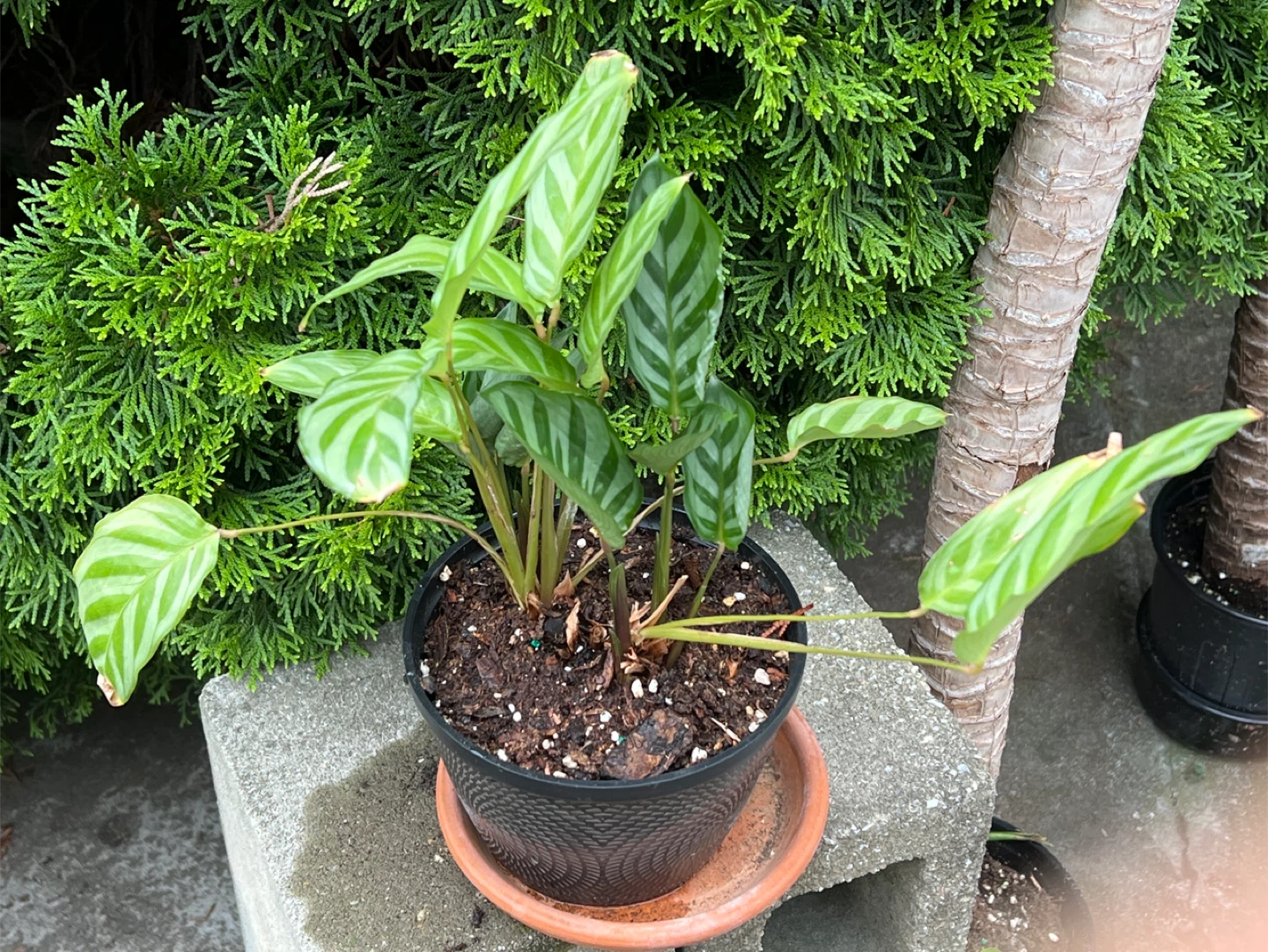 Potted Calathea Plant