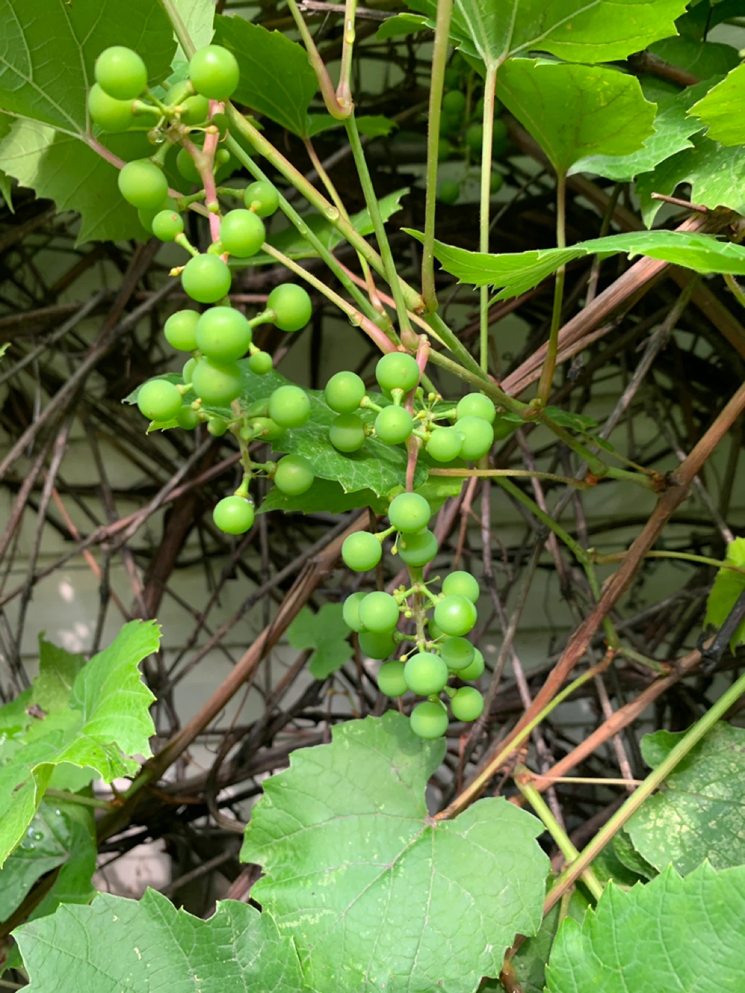 Grapes. - photo 3