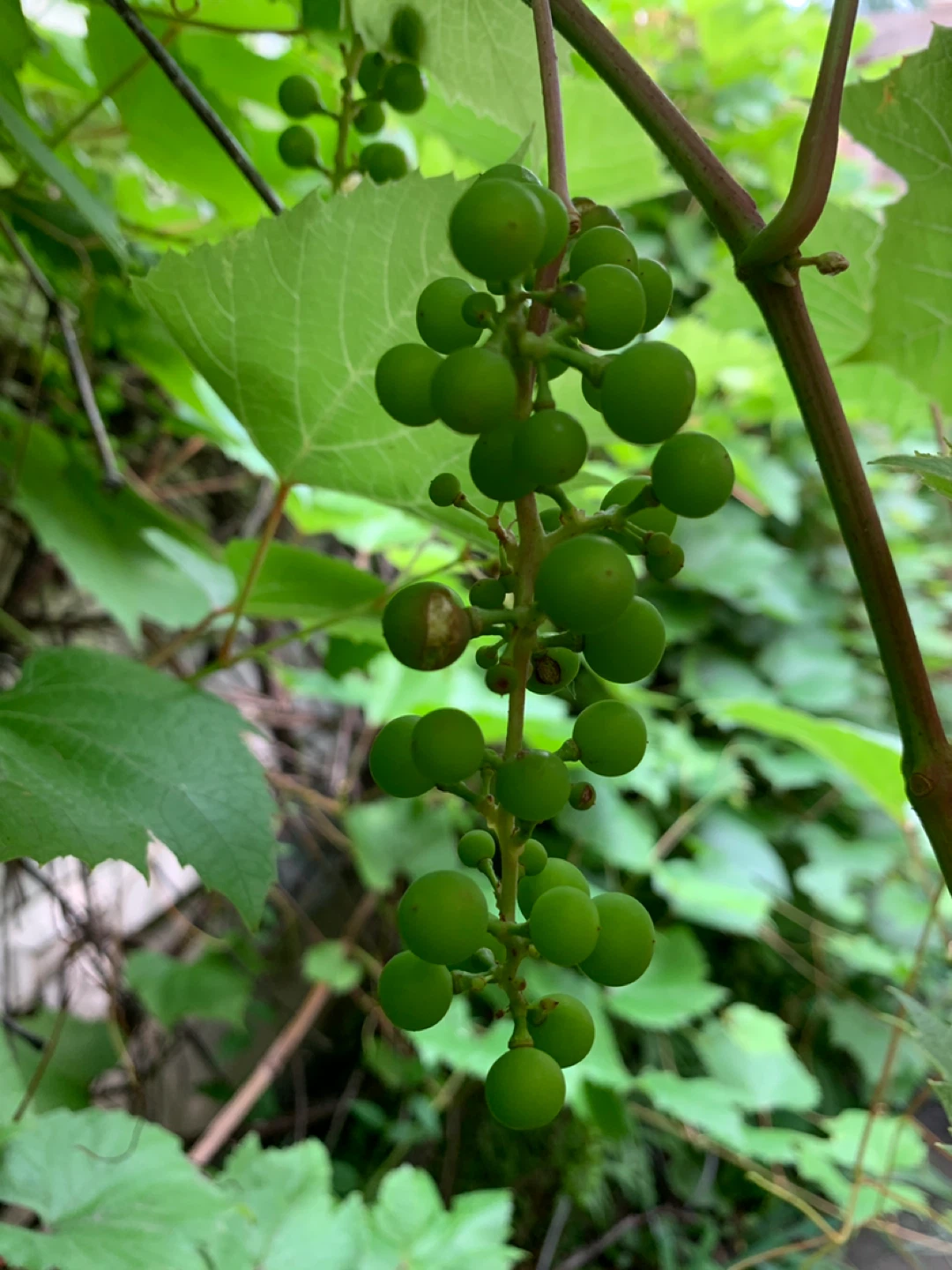 Grapes. - photo 2