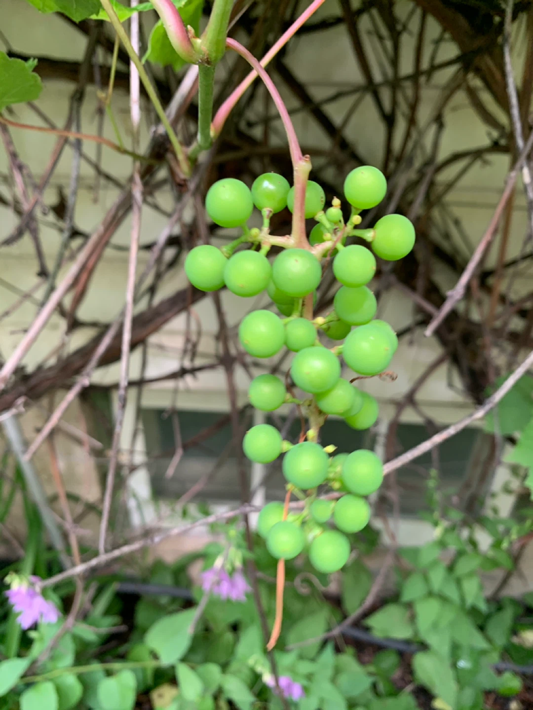 Grapes.