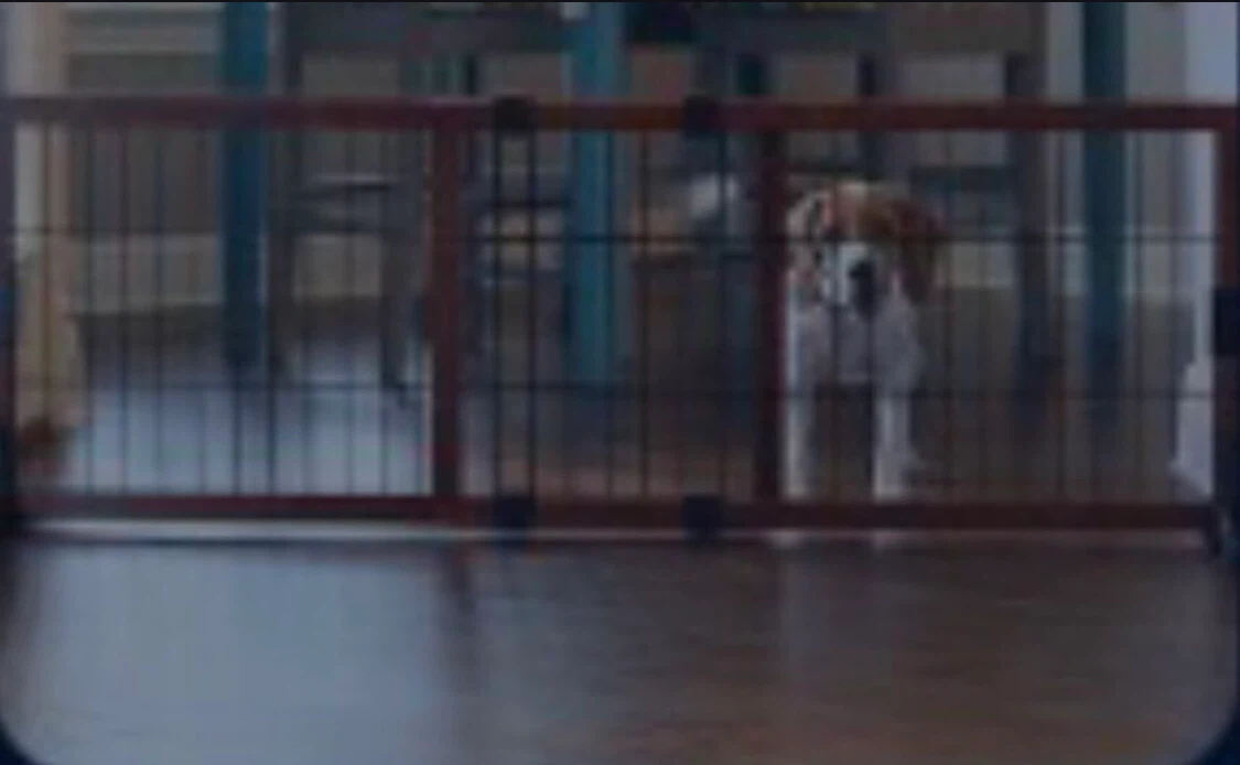 Wooden Pet Gate - photo 2