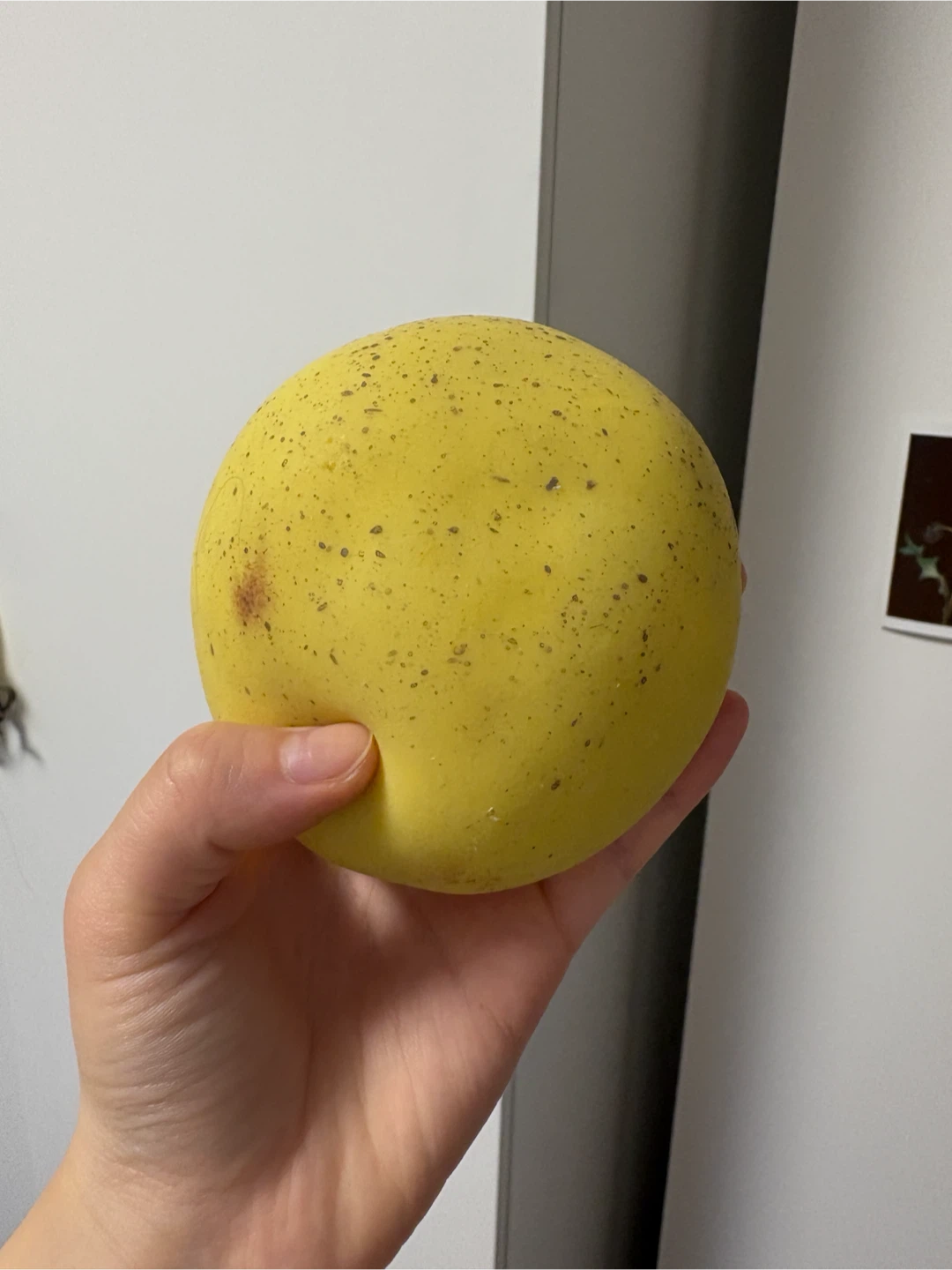 Real potato squishy giant