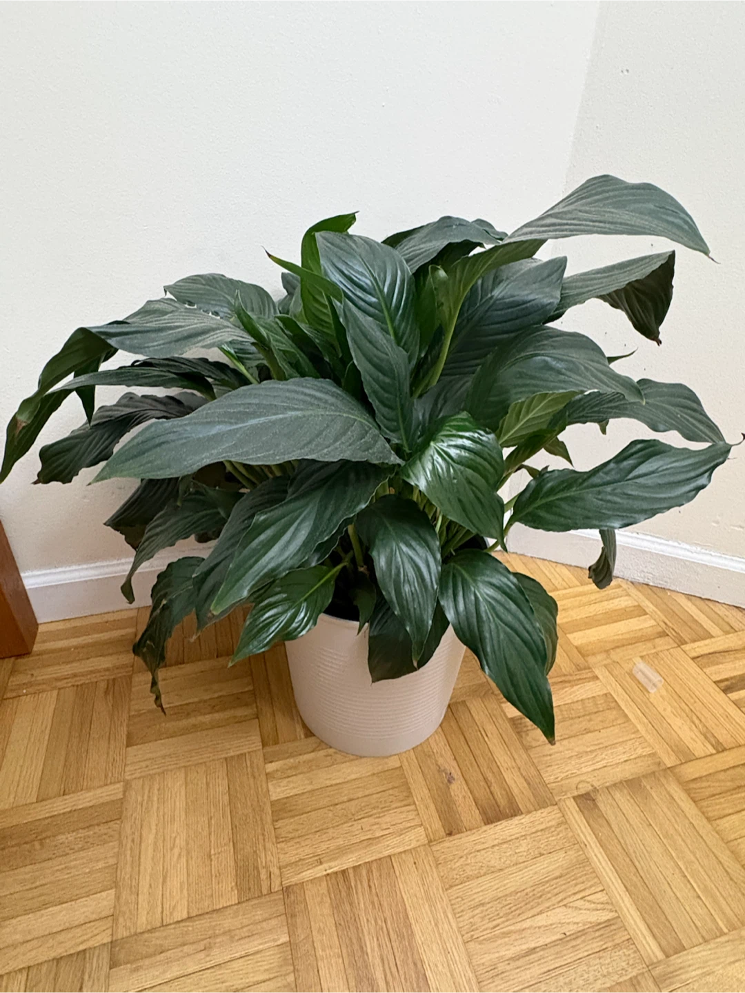Peace Lily Plant in White Pot