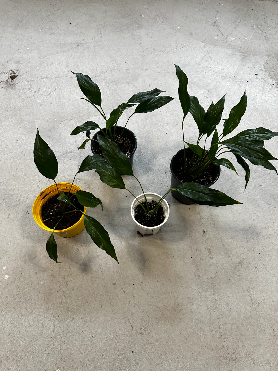 Peace Lily Plants (Spathiphyllum)