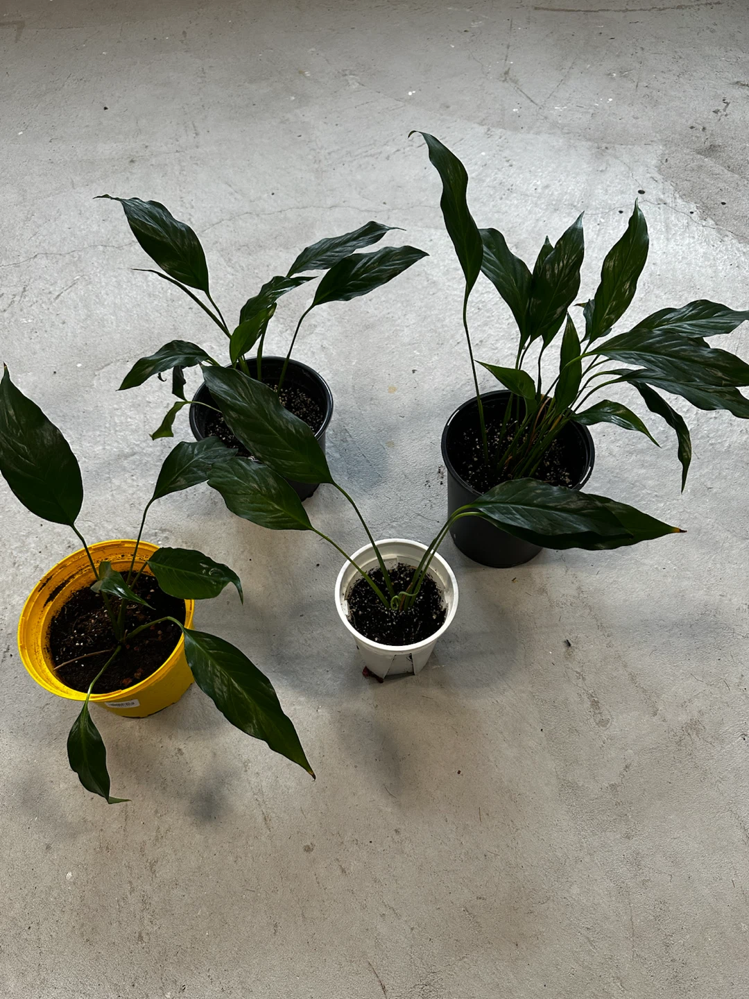 Peace Lily Plants (Spathiphyllum) - photo 2