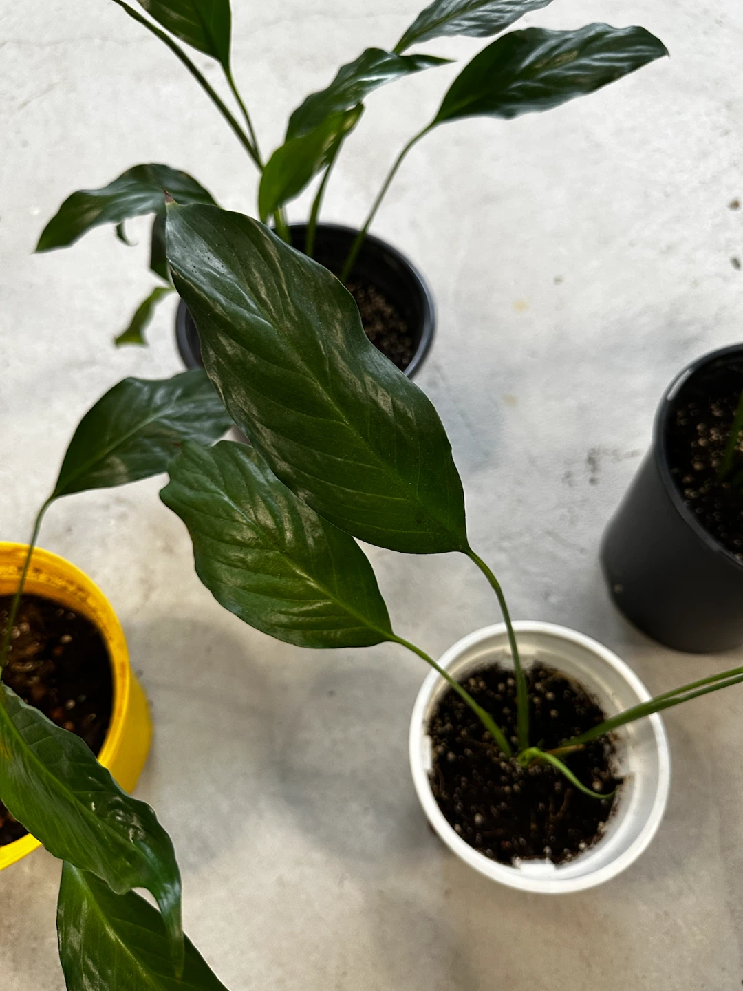 Peace Lily Plants (Spathiphyllum) - photo 3