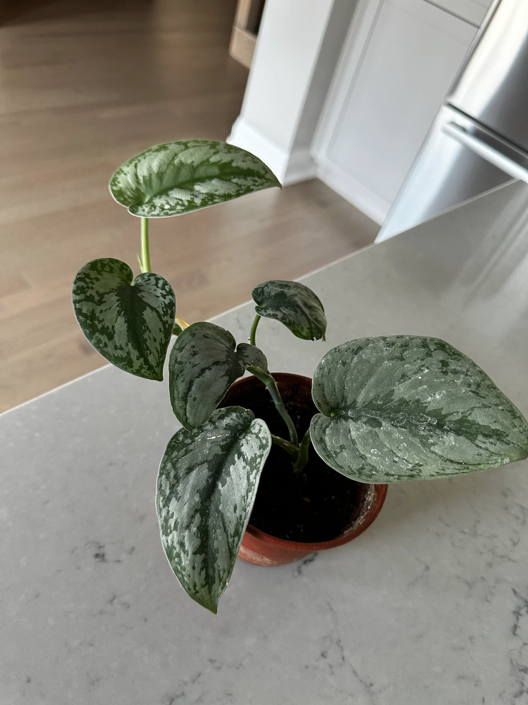 Scindapsus Pictus Trebie Plant