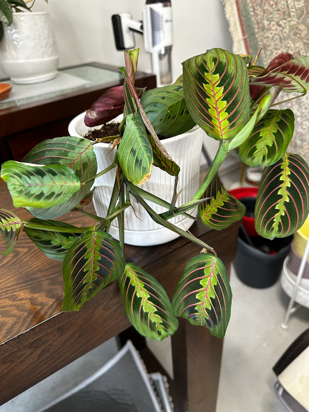 Prayer Plant (Maranta leuconeura)