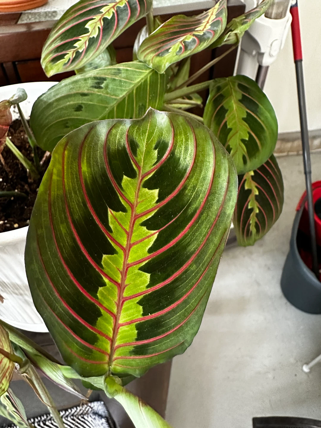 Prayer Plant (Maranta leuconeura) - photo 2